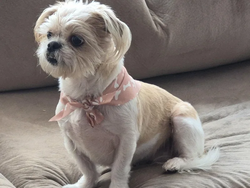 Lulu