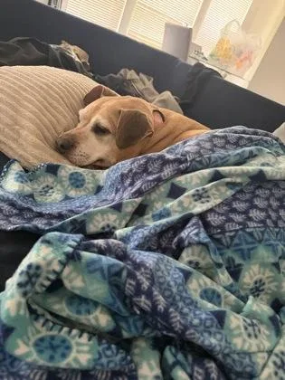 A senior large-sized male Yellow / Tan / Blond / Fawn Pit Bull Terrier dog named Pancake for adoption in Kansas City, MO