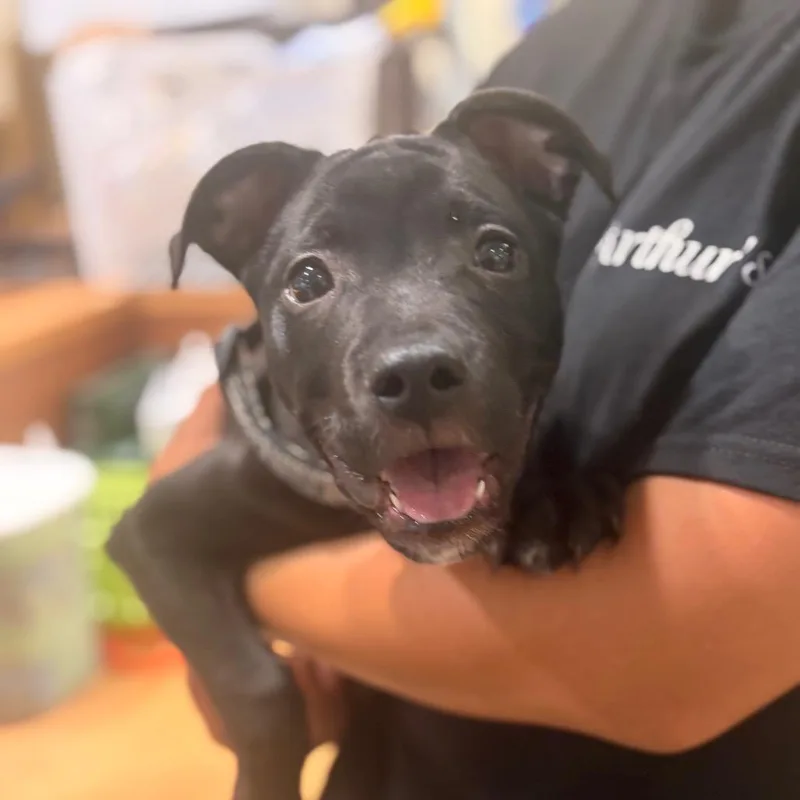 A baby small-sized female Black Mixed Breed dog named Dutch for adoption in Winston-Salem, NC