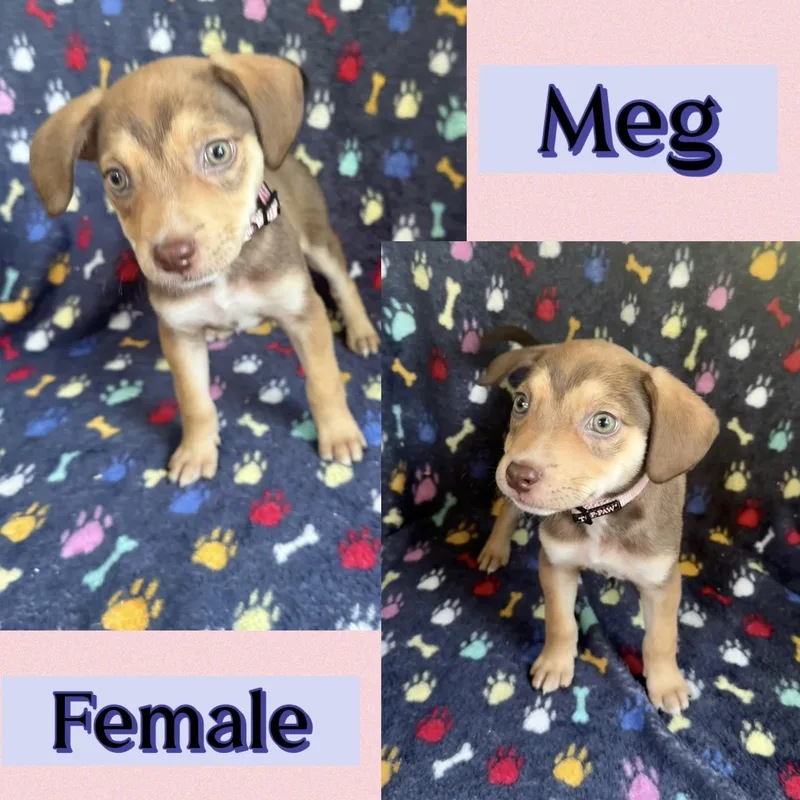 A baby medium-sized female Beagle dog named Meg for adoption in Manchester, CT