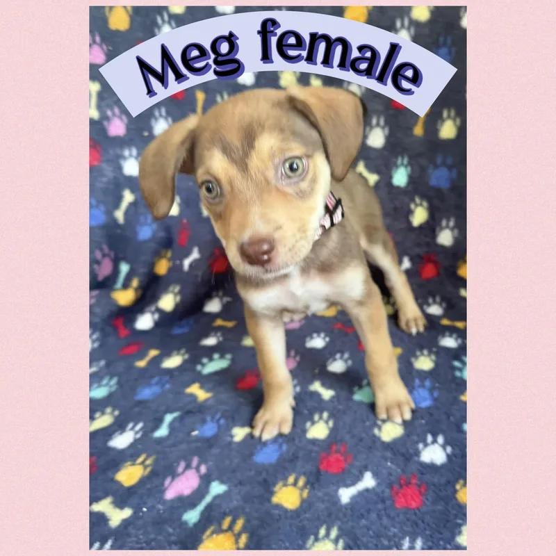 Meg thumbnail 2