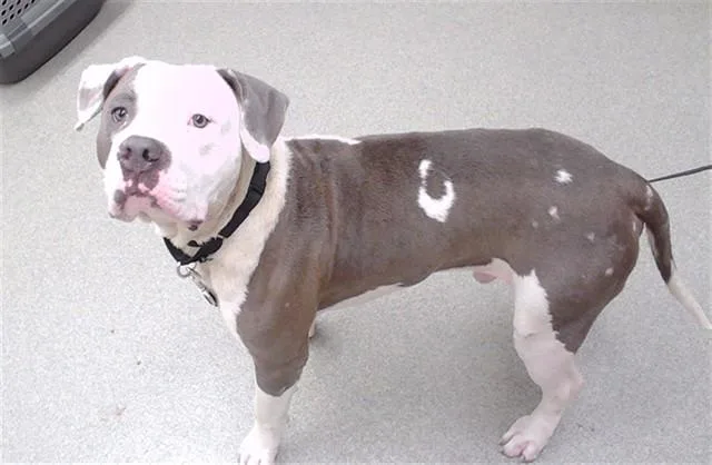 A young medium-sized male Mastiff dog named Barrett for adoption in Omaha, NE