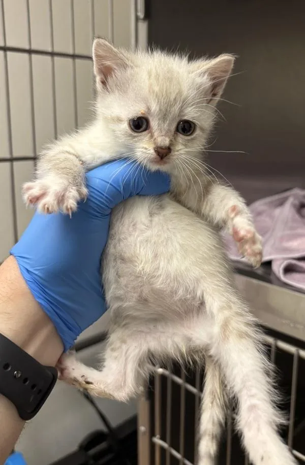 A baby medium-sized female Domestic Short Hair cat named Myna for adoption in Silverdale, WA