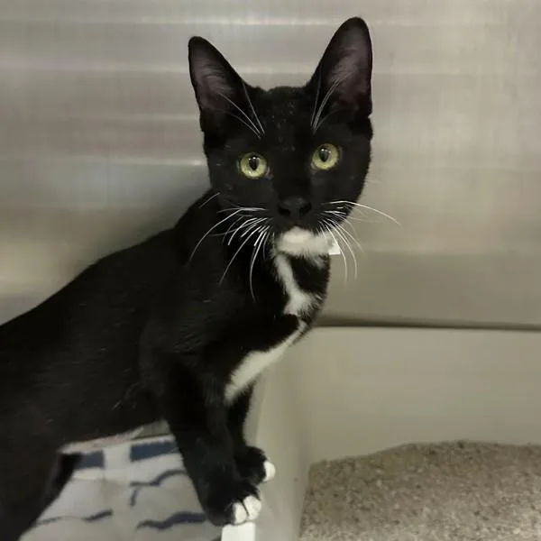 A baby small-sized female Domestic Short Hair cat named Bacon for adoption in Walnut Creek, CA