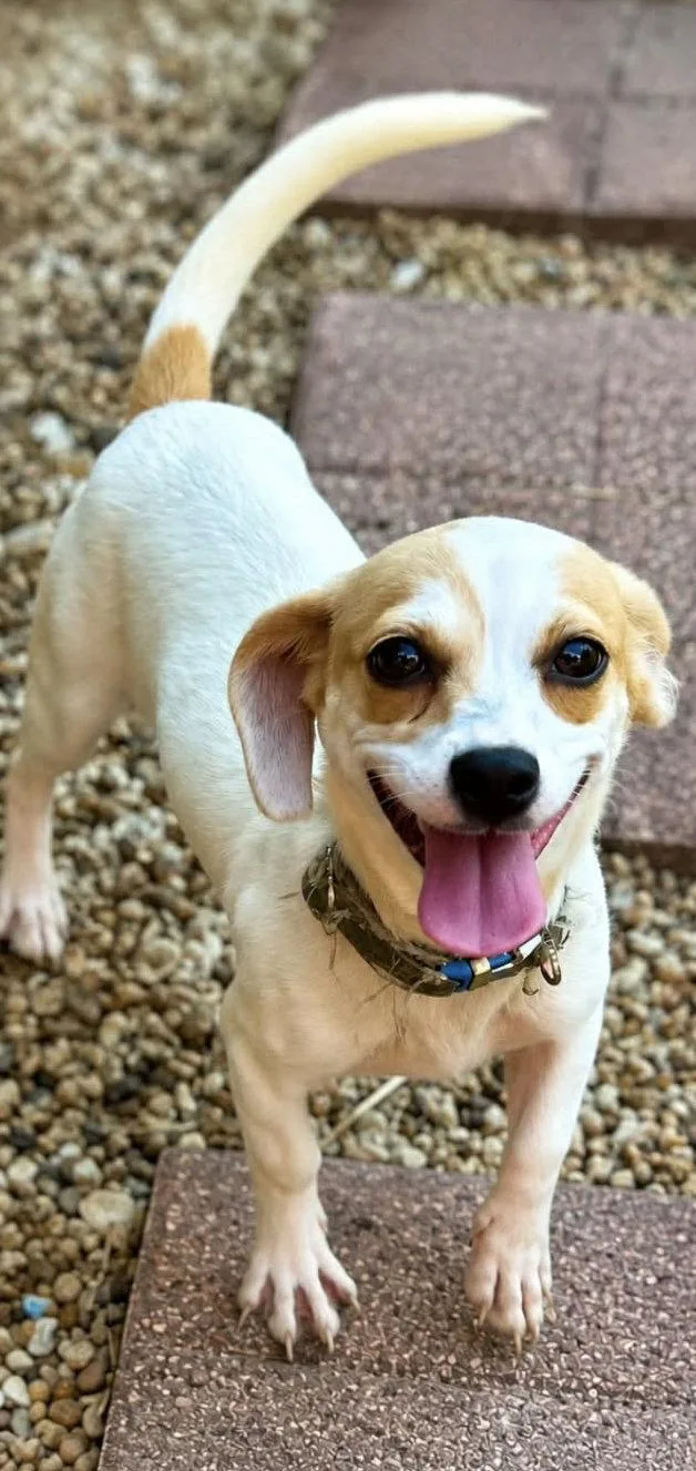 A baby medium-sized female Dachshund dog named Daisy for adoption in Pearland, TX