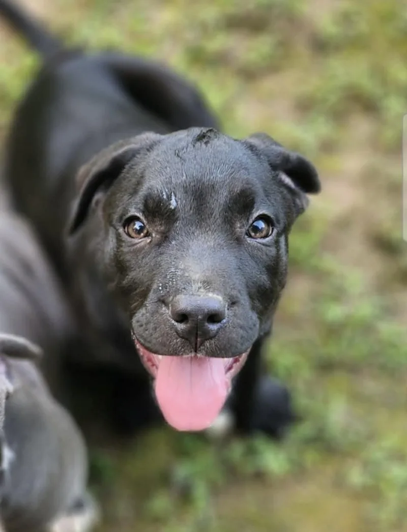 Remington