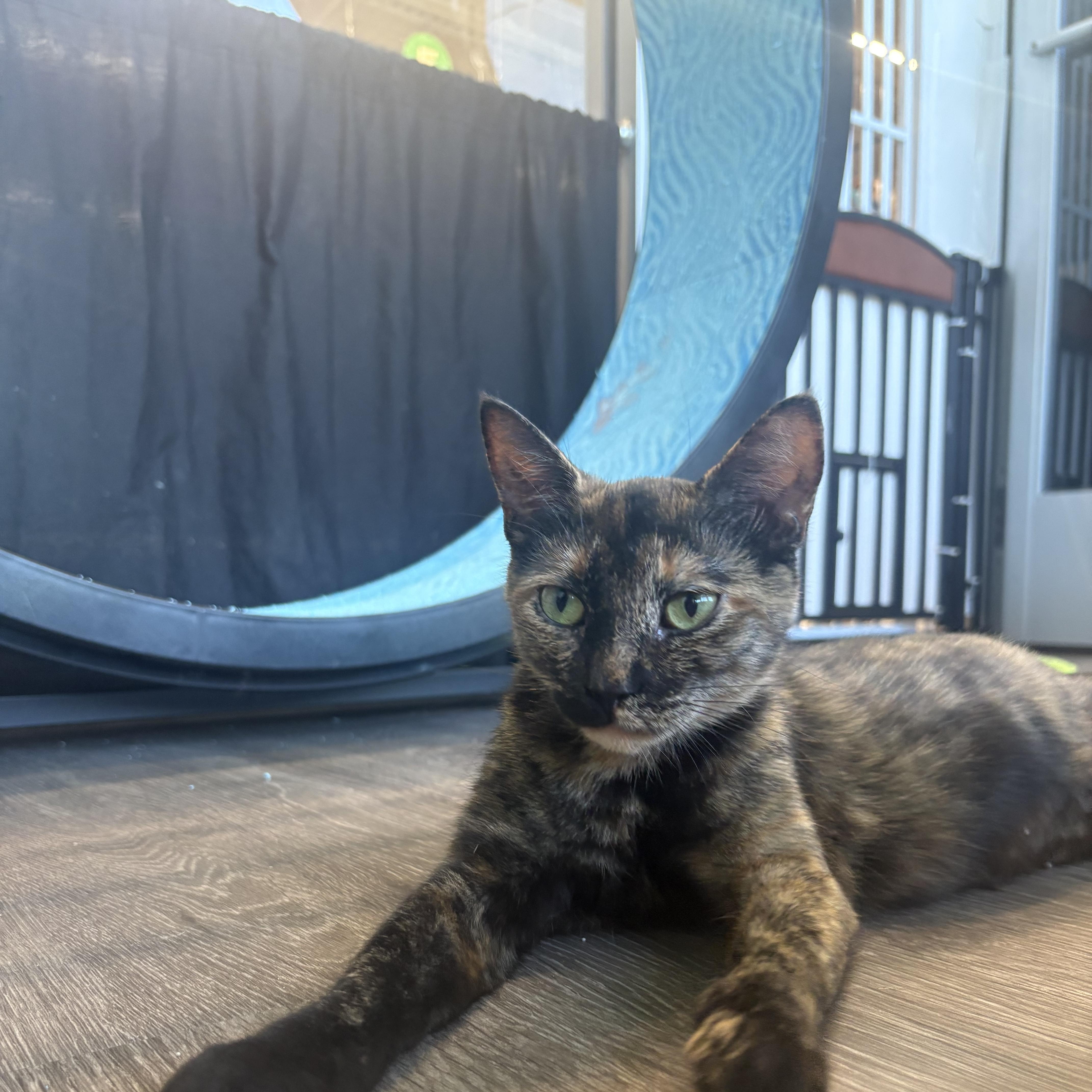 A young medium-sized female Domestic Short Hair cat named Holly for adoption in Rochester, NY