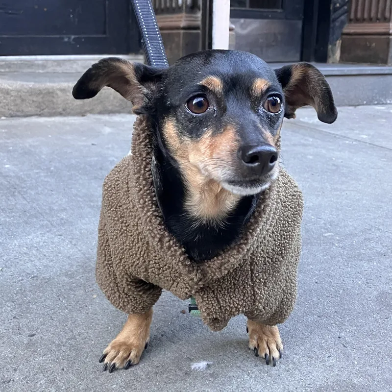 An adult small-sized male Black Chiweenie dog named Billy for adoption in Brooklyn, NY
