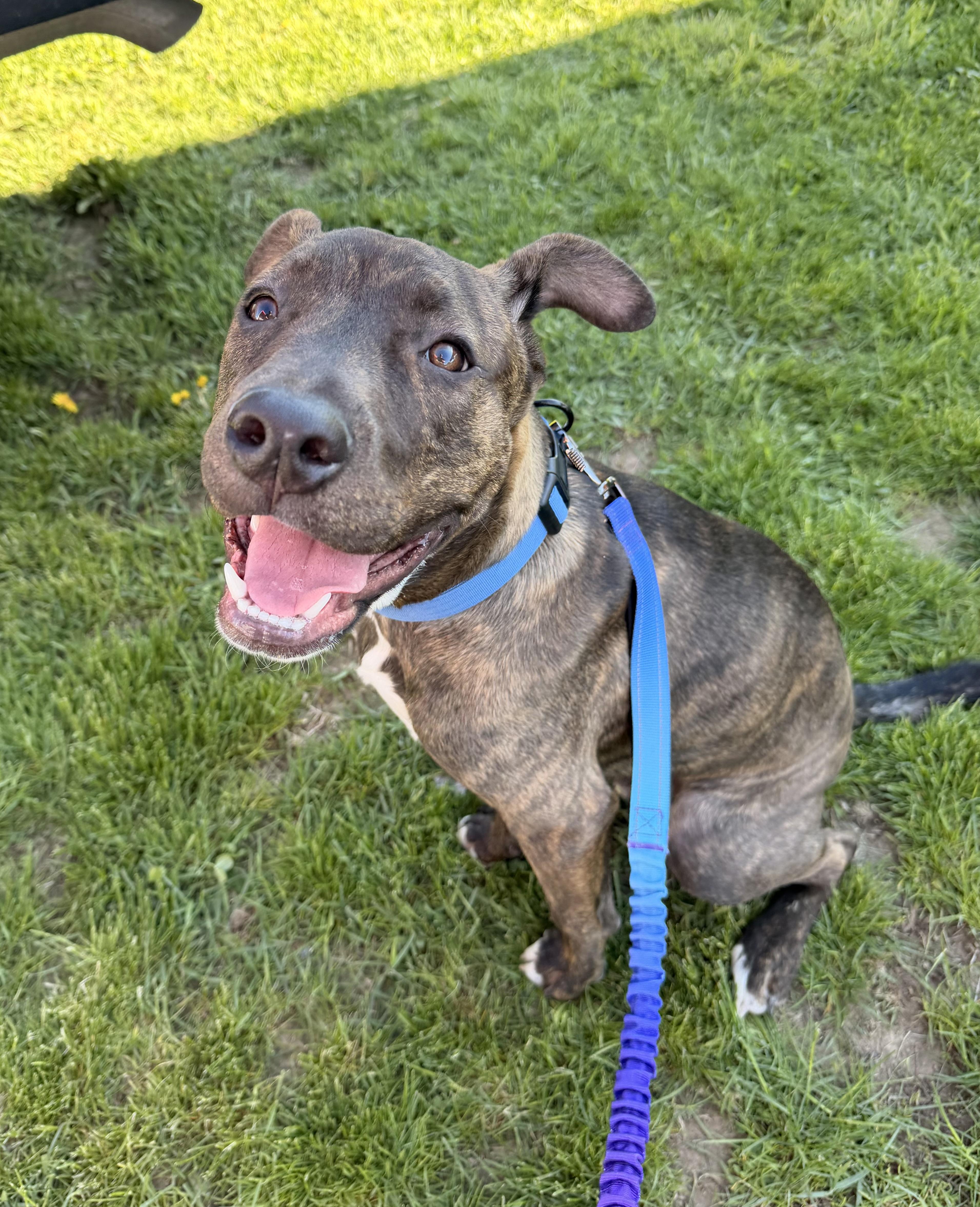 A baby medium-sized male Brindle American Staffordshire Terrier dog named Snoop Dawg for adoption in Houston, TX
