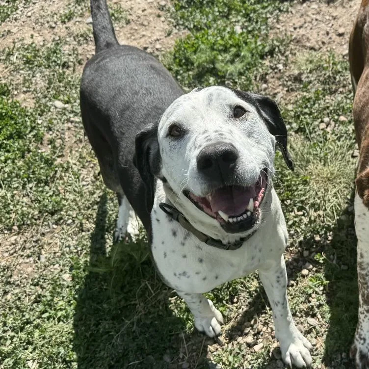 A senior small-sized male Black Dalmatian dog named Roscoe for adoption in Driggs, ID