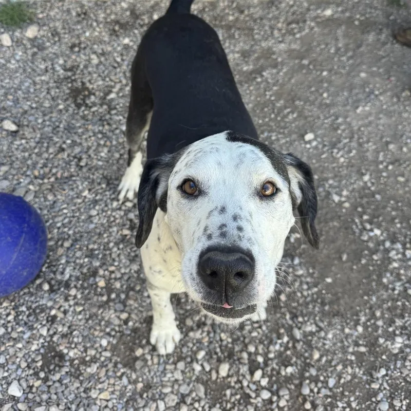 Roscoe thumbnail 2