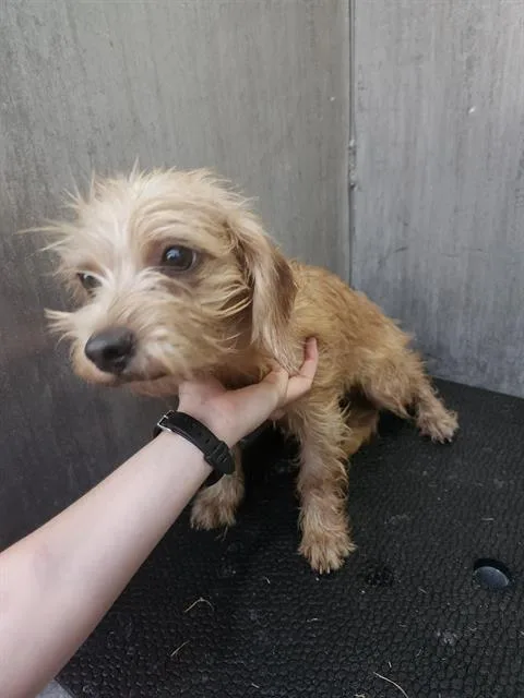 A young small-sized male Terrier dog named Chewy for adoption in San Antonio, TX