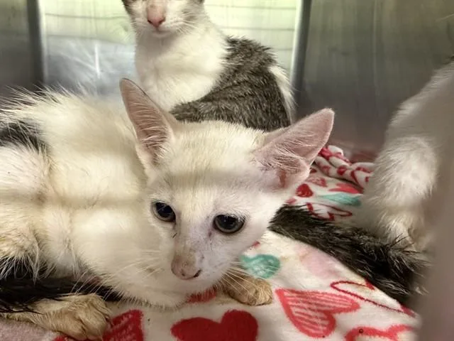 A baby small-sized female Domestic Short Hair cat named Lollipop for adoption in Grand Prairie, TX