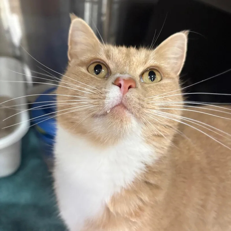 An adult small-sized male Orange / Red Domestic Short Hair cat named Jordan for adoption in Spokane, WA