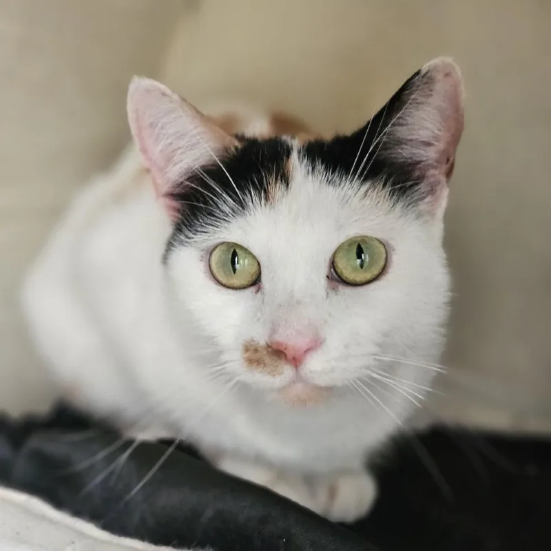 A young medium-sized female Gray / Blue / Silver Domestic Short Hair cat named Cerveza for adoption in Lakewood, CO