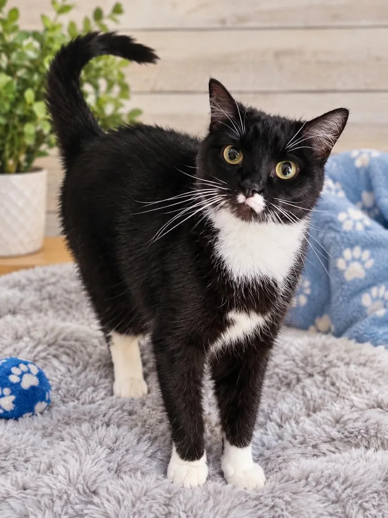 An adult medium-sized female Black & White / Tuxedo Domestic Short Hair cat named Tallulah for adoption in Sioux Falls, SD