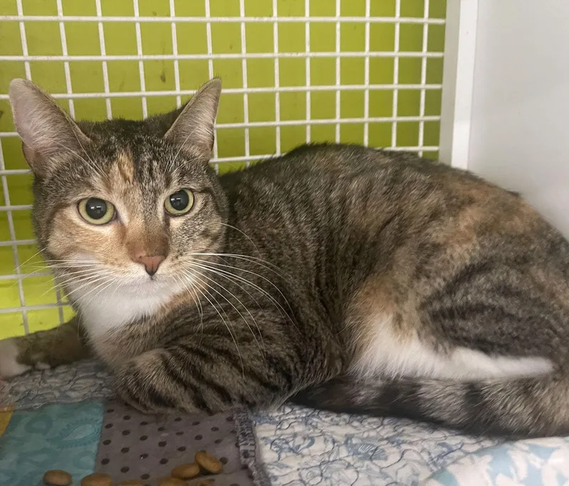 A baby medium-sized female Tabby cat named Tabby Cat for adoption in MONTGOMERY, TX