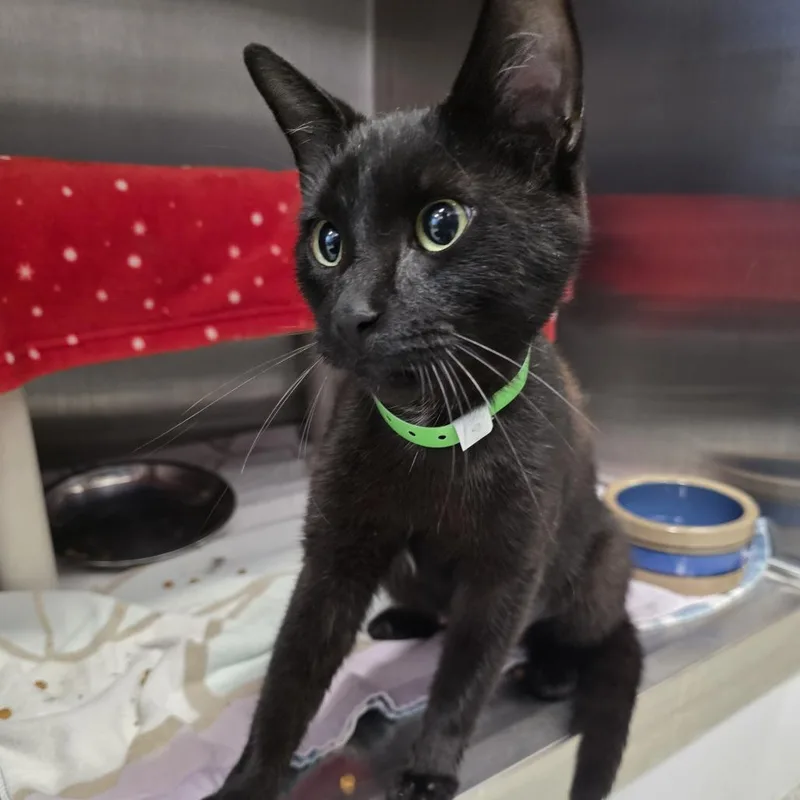 An adult medium-sized female Black Domestic Short Hair cat named Bessie for adoption in Fort Wayne, IN