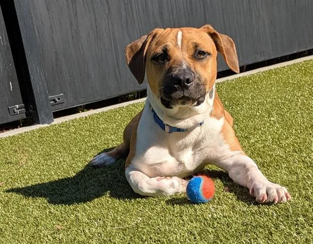 A young small-sized male Pit Bull Terrier dog named Ken for adoption in San Martin, CA