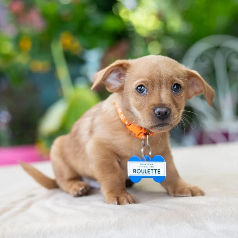 A baby small-sized male Yellow / Tan / Blond / Fawn Chihuahua dog named Roulette for adoption in Wake Forest, NC