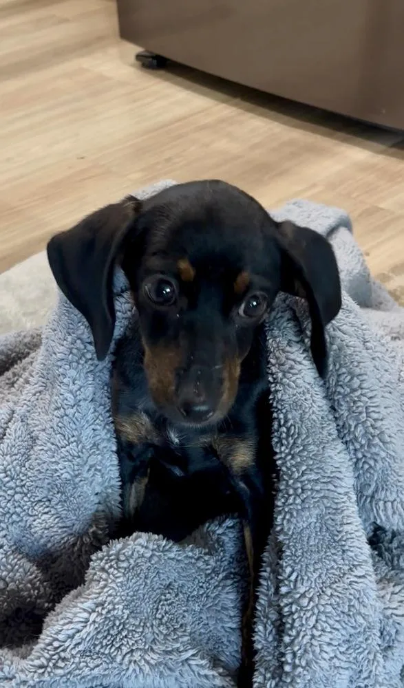 A baby small-sized female Dachshund dog named Willow for adoption in Mooresville, NC