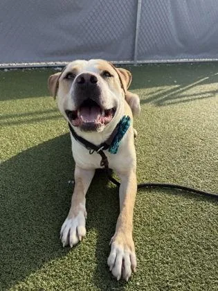 An adult large-sized male Labrador Retriever dog named Toast for adoption in Fishers, IN