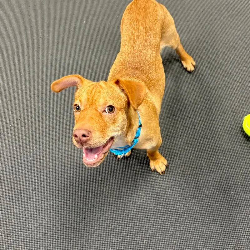 A young small-sized female Yellow / Tan / Blond / Fawn Mixed Breed dog named Angelina for adoption in New York, NY