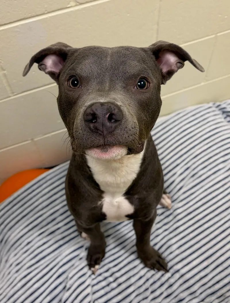 An adult medium-sized male Gray / Blue / Silver Pit Bull Terrier dog named Blue for adoption in Prudenville, MI