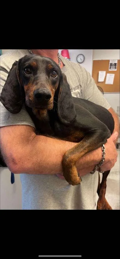 An adult medium-sized female Hound dog named Shiloh for adoption in Bowling Green, KY