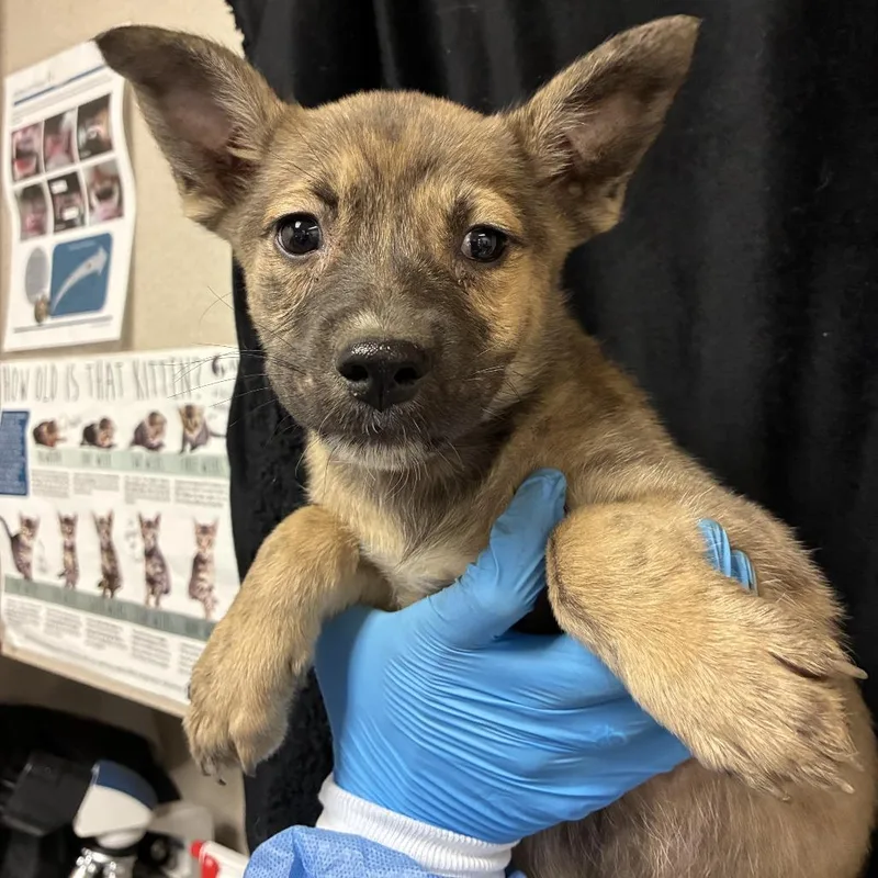A baby small-sized female Shepherd dog named Tigerlilli for adoption in San Antonio, TX