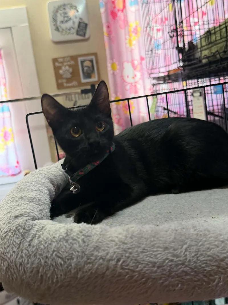 A baby medium-sized female Black Bombay cat named Sadie for adoption in Waxahachie, TX