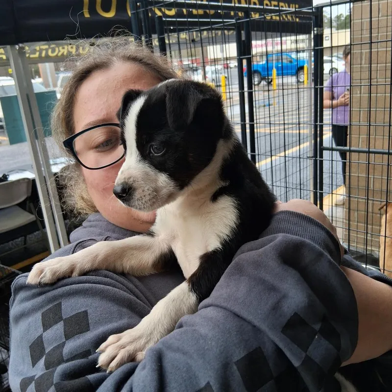 A young medium-sized male Black Mixed Breed dog named Roscoe for adoption in Dillon, SC