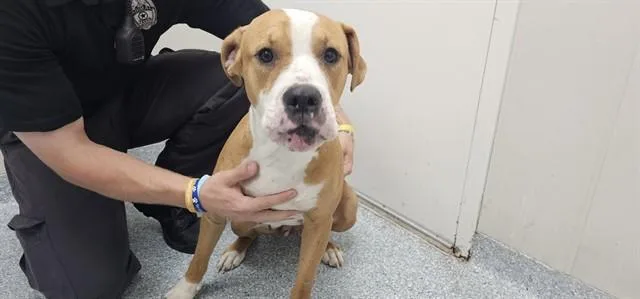 An adult medium-sized female American Staffordshire Terrier dog named Ladybug for adoption in Garland, TX