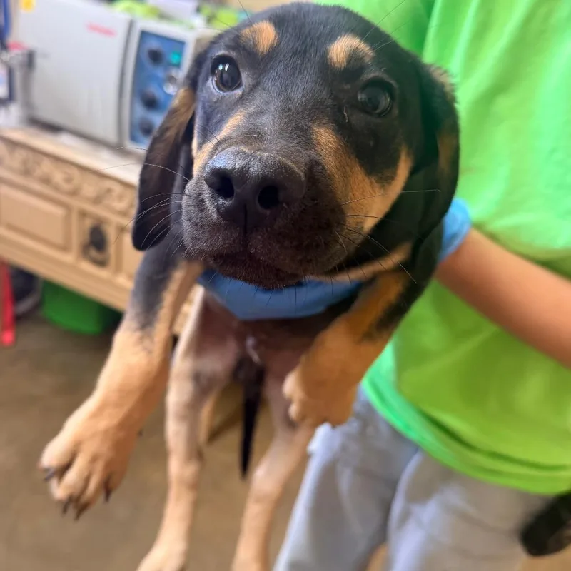 A baby small-sized male Black Mixed Breed dog named Valentino for adoption in Corinth, MS