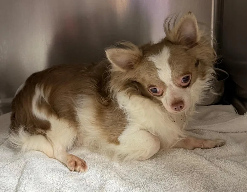 A young small-sized male Chihuahua dog named Luca $ for adoption in Milwaukee, WI
