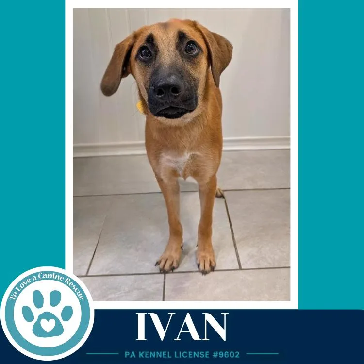 A young large-sized male Shepherd dog named Ivan for adoption in Kimberton, PA