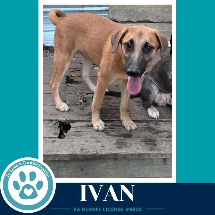 Ivan thumbnail 2