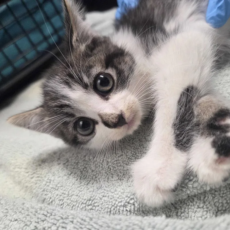 A baby small-sized female White Domestic Short Hair cat named Giant Skeleton for adoption in Providence, RI