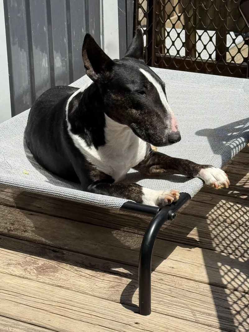 A senior medium-sized female Bull Terrier dog named Jade for adoption in Stahlstown, PA