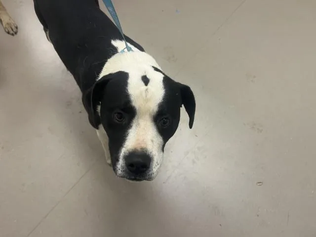 A young large-sized male Pit Bull Terrier dog named Chaplin for adoption in San Luis Obispo, CA