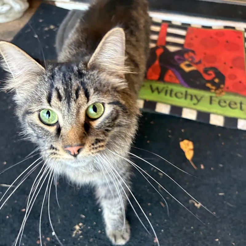 A young small-sized male Domestic Medium Hair cat named Jasper for adoption in Bristol, IN