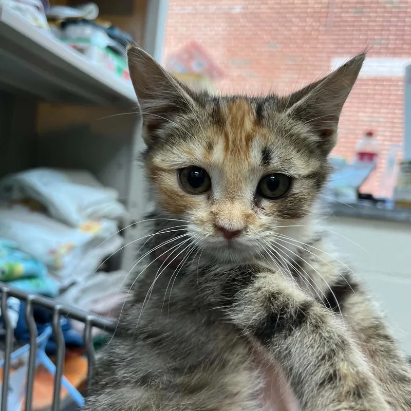 A baby small-sized female Calico Domestic Short Hair cat named Clover for adoption in Rocky Mount, VA