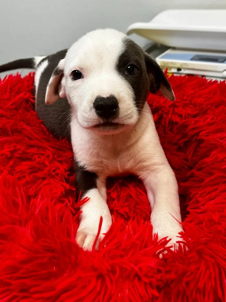 Pongo
