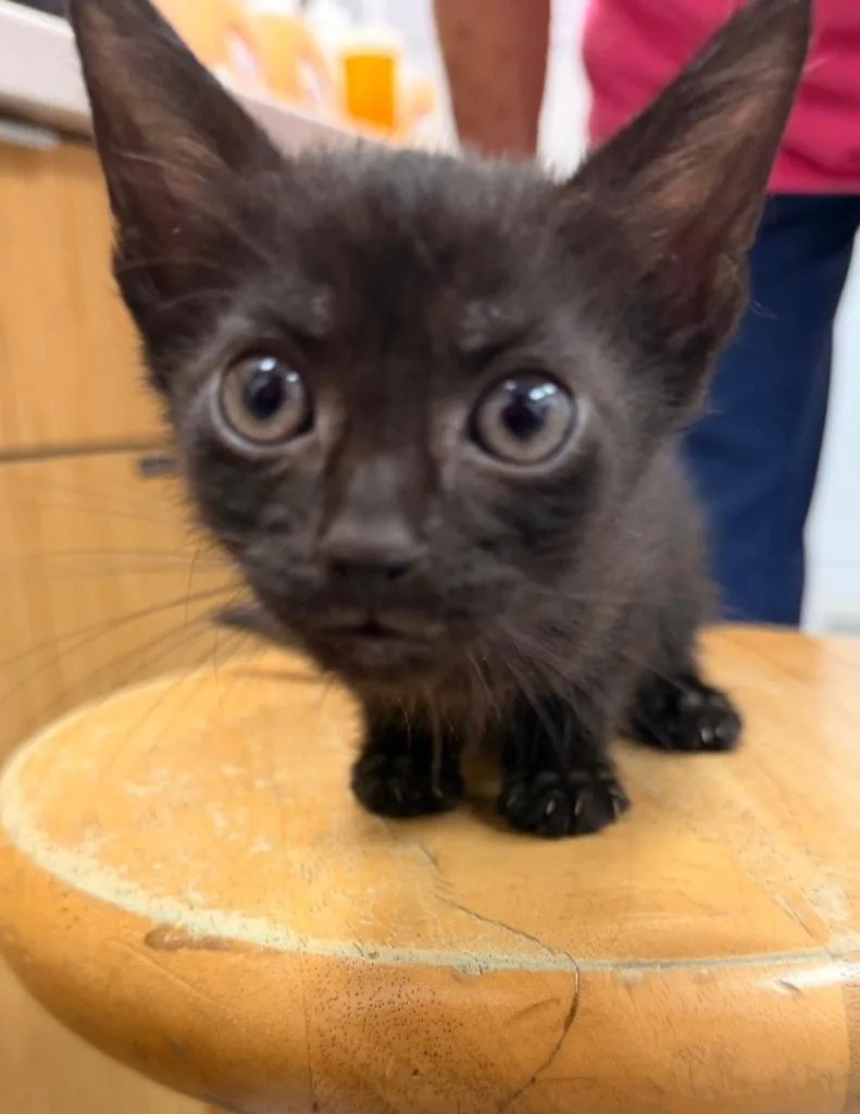 A baby small-sized male Domestic Short Hair cat named Bob for adoption in Hartsville, SC