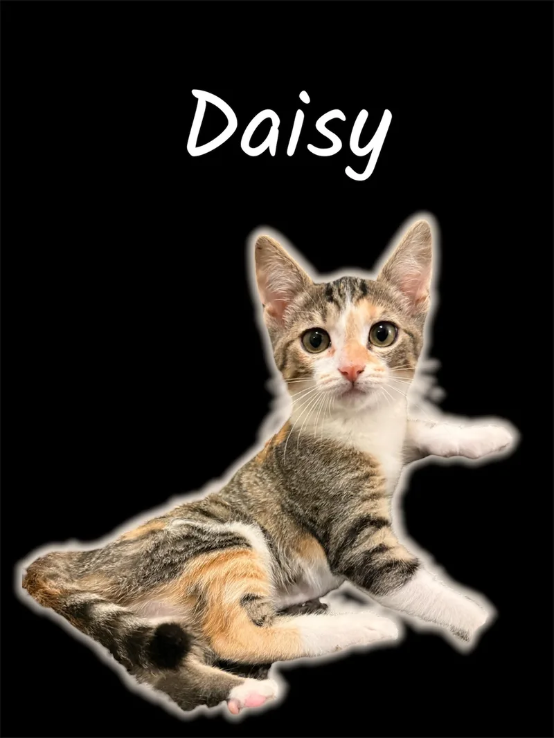 Daisy
