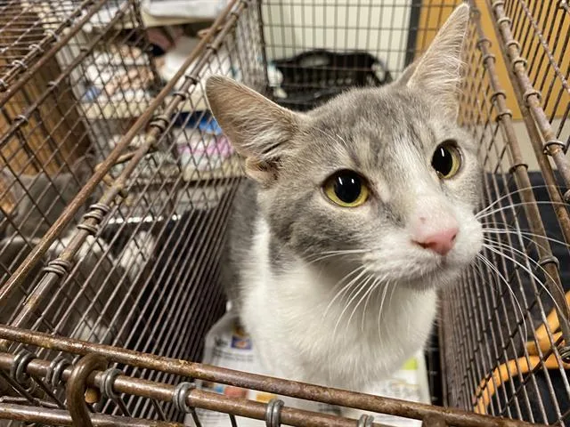 A young medium-sized female Domestic Short Hair cat named A for adoption in Modesto, CA