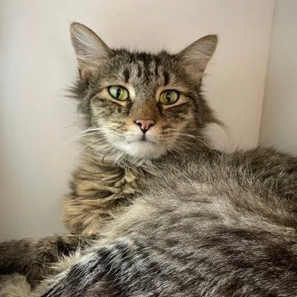 An adult small-sized male Domestic Medium Hair cat named Carson for adoption in Wheaton, IL
