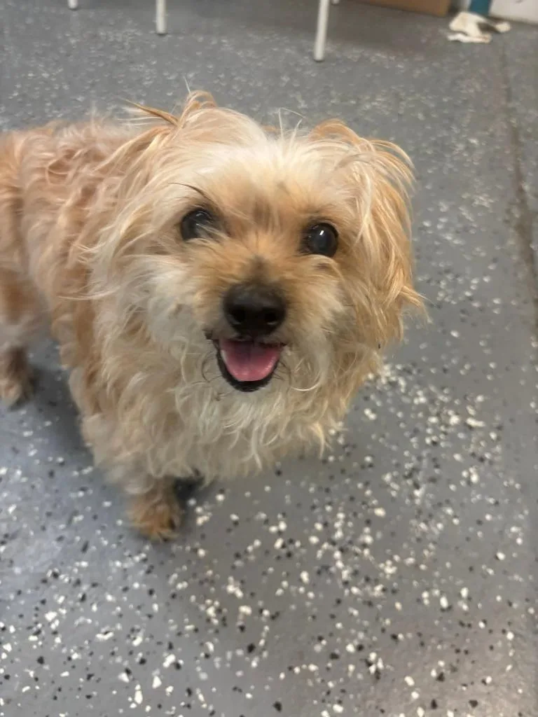 An adult small-sized female Yorkshire Terrier dog named Miss Frizzle for adoption in Warren, MI