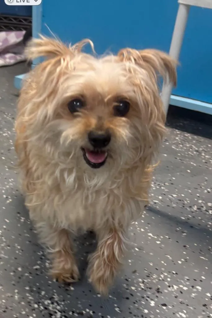 Miss Frizzle thumbnail 2