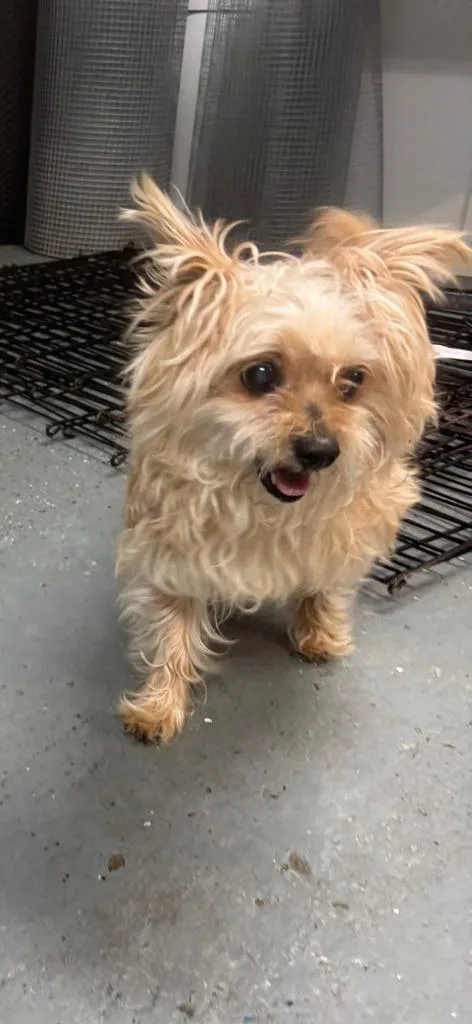 Miss Frizzle thumbnail 3